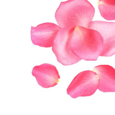 Beyaz arka planda taze pembe gül yaprakları, üst manzara