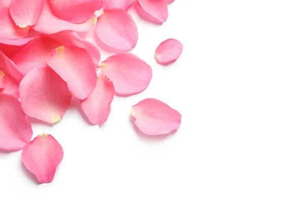 Fresh Pink Rose Petals White Background Top View — 스톡 사진