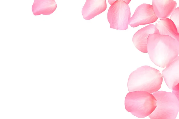 Rosa Fresca Pétalos Rosa Sobre Fondo Blanco Vista Superior —  Fotos de Stock