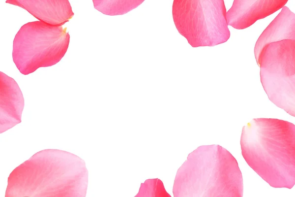 Fresh Pink Rose Petals White Background Top View — 스톡 사진