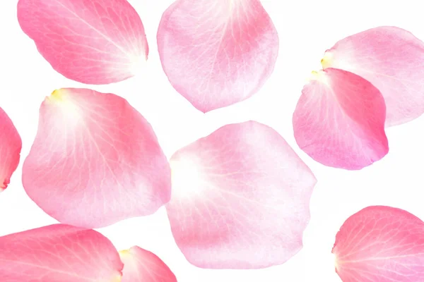 Свіжі Рожеві Пелюстки Троянд Білому Тлі Вид Зверху — стокове фото