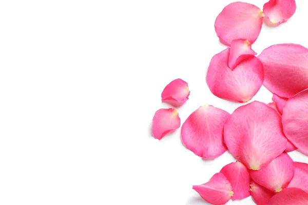 Fresh Pink Rose Petals White Background Top View Royalty Free Stock Images