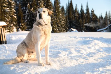 Karlı kış gününde dışarıda sevimli bir köpek. Komik hayvan.