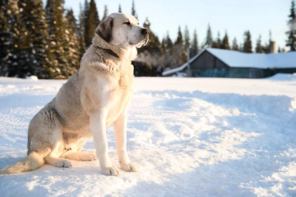 Cão Bonito Livre Dia Inverno Nevado Animal Estimação Engraçado — Fotografia de Stock