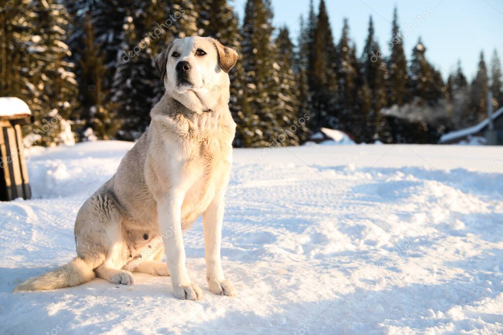 Cute dog outdoors on snowy winter day. Funny pet