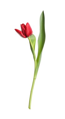 Güzel yumuşak bahar lalesi beyazda izole edilmiş