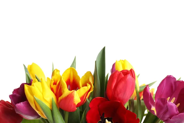 Hermosos Tulipanes Brillantes Primavera Sobre Fondo Blanco —  Fotos de Stock