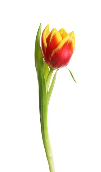Piękny Delikatny Wiosna Tulipan Odizolowany Biały — Zdjęcie stockowe
