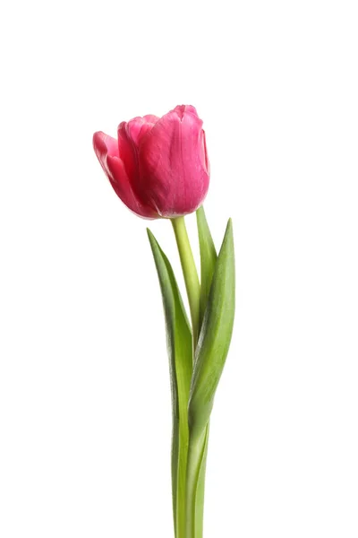 Beautiful Tender Spring Tulip Isolated White — Stock Photo, Image