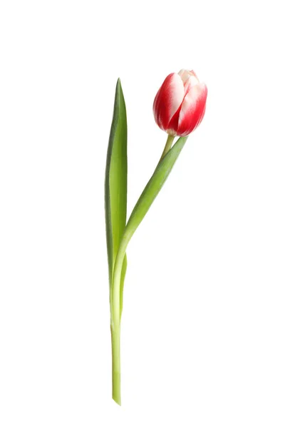 Красивая Нежная Весенняя Тюльпан Изолирован Белом — стоковое фото