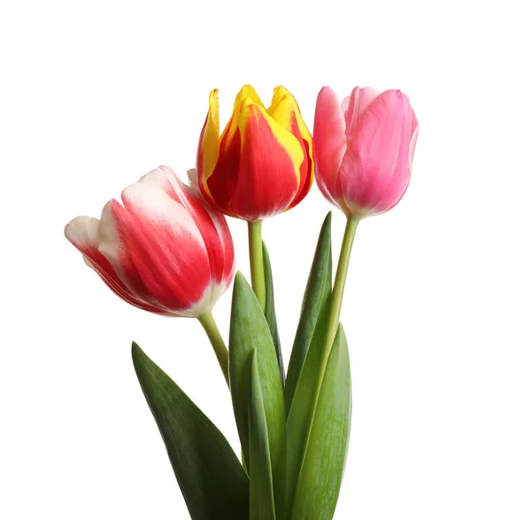 Piękne Jasne Tulipany Wiosna Białym Tle — Zdjęcie stockowe