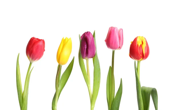 Bei Tulipani Primaverili Luminosi Sfondo Bianco — Foto Stock