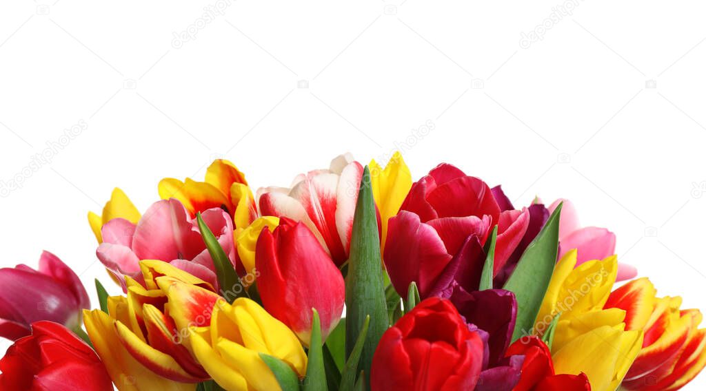 Beautiful bright spring tulips on white background