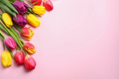 Pembe arka planda güzel bahar laleleri, düzlük. Metin için boşluk