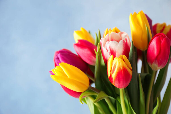 Beautiful spring tulips on light blue background, closeup
