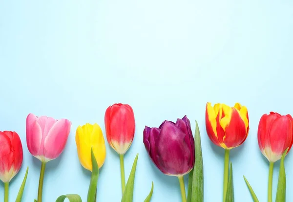 Bei Tulipani Primaverili Sfondo Azzurro Posa Piatta Spazio Testo — Foto Stock