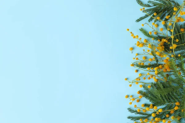 Composición Plana Con Flores Mimosas Sobre Fondo Azul Claro Espacio — Foto de Stock