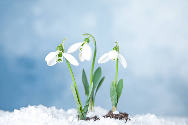 Fresh blooming snowdrop flowers growing through snow. Springtime