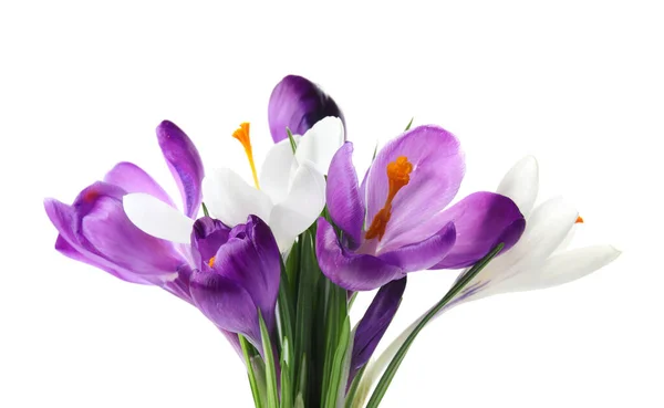 Belles Fleurs Crocus Colorées Sur Fond Blanc Printemps — Photo