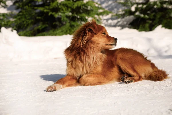 Cão Bonito Livre Dia Inverno Nevado — Fotografia de Stock