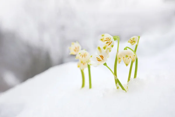 Los Copos Nieve Primavera Crecen Aire Libre Día Invierno Hermosas —  Fotos de Stock