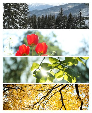Doğanın güzel fotoğraflar. Dört mevsim kolaj