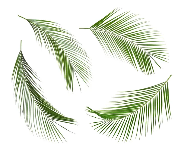 Набір Тропічних Листя Білому Тлі — стокове фото