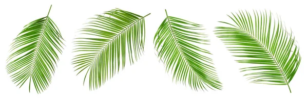 Set Frunze Tropicale Fundal Alb — Fotografie, imagine de stoc