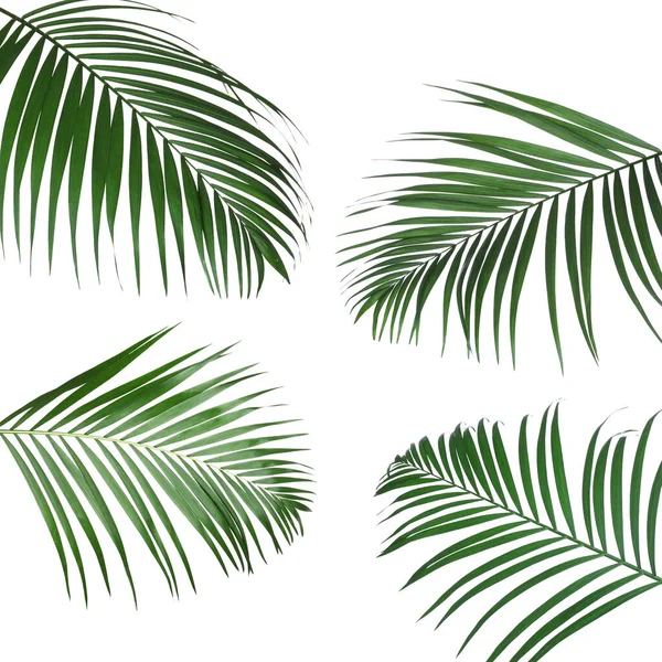 白色背景的一组热带树叶 — 图库照片
