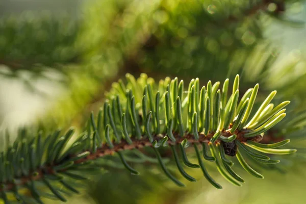 Hermoso Abeto Con Ramas Verdes Aire Libre Primer Plano — Foto de Stock