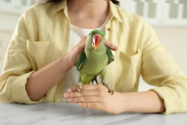 Junge Frau Mit Alexandrine Sittich Drinnen Nahaufnahme Nettes Haustier — Stockfoto