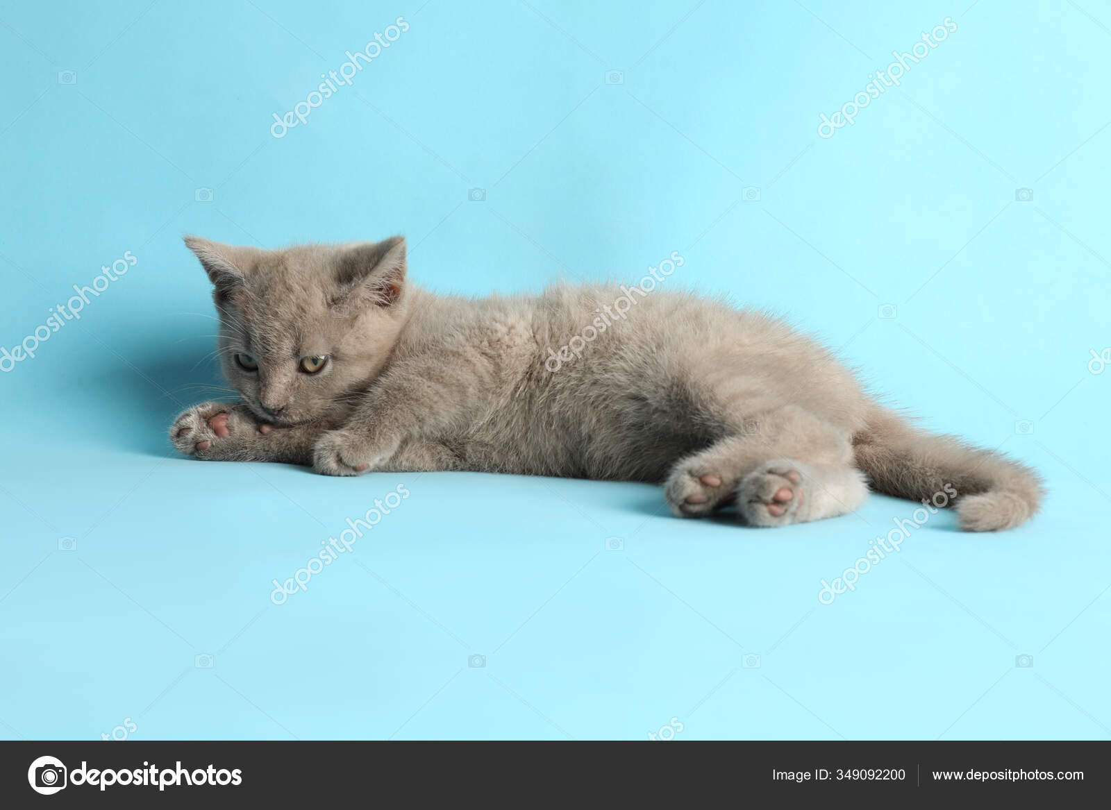 Escoces Recta Bebe Gato Acostado Sobre Luz Azul Fondo Fotografia De Stock C Newafrica Depositphotos