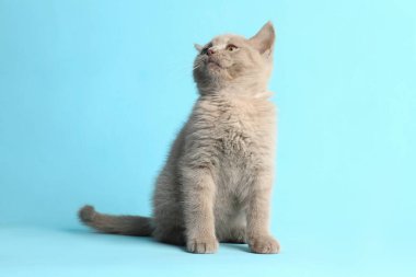 İskoç heteroseksüel bebek kedi açık mavi arka planda oturuyor