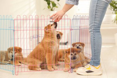 Akita Inu köpek yavrularıyla oyun parkının yakınında bir kadın. Yavru hayvanlar
