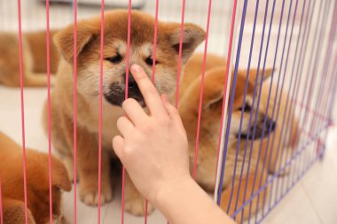 Akita Inu köpek yavrusuyla oyun parkının yanındaki kadın, yakın plan. Yavru hayvan