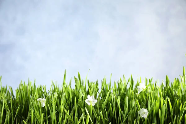 Świeża Zielona Trawa Białe Kwiaty Jasnym Tle Miejsce Tekst Sezon — Zdjęcie stockowe