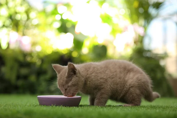 Szkocki Tak Dziecko Kot Jedzenie Miski Zielony Trawa — Zdjęcie stockowe
