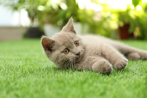 Escocês Linha Reta Bebê Gato Jogando Grama Verde — Fotografia de Stock