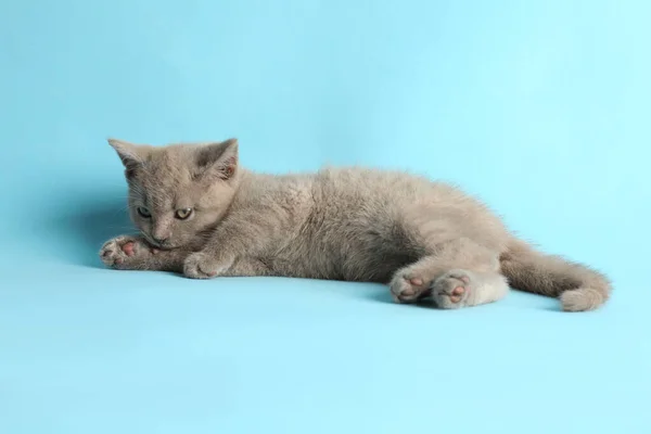 Schottische Babykatze Liegt Auf Hellblauem Hintergrund — Stockfoto