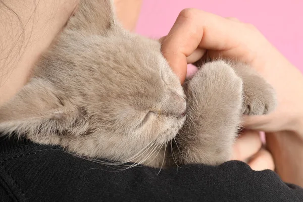 Chica Sosteniendo Escocés Recta Bebé Gato Rosa Fondo Primer Plano — Foto de Stock