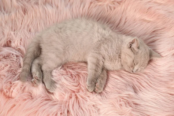 Escocês Linha Reta Bebê Gato Dormindo Cobertor Peludo Acima Vista — Fotografia de Stock