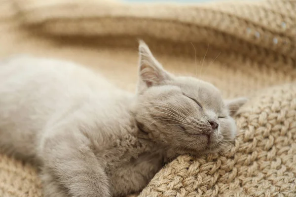 Skotsk Straight Baby Katt Sover Beige Matta Närbild — Stockfoto