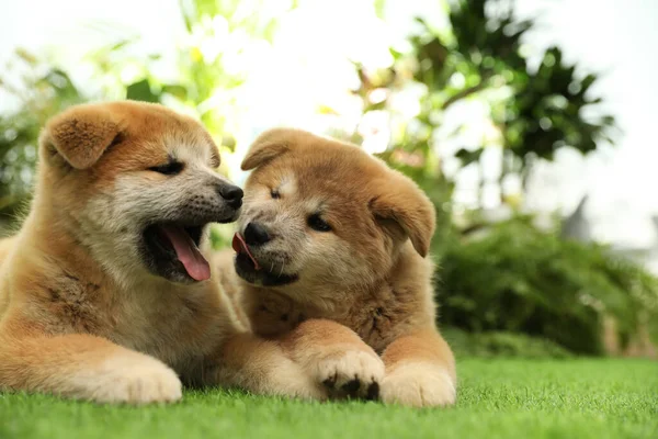 Söta Akita Inu Valpar Grönt Gräs Utomhus Bebisdjur — Stockfoto