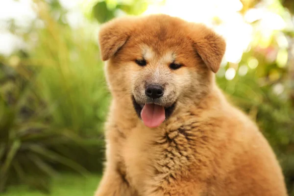 Aranyos Akita Inu Kutyus Szabadban Babaállat — Stock Fotó