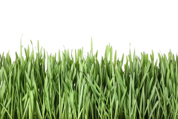 Свіжа Весняна Трава Білому Тлі Крупним Планом — стокове фото