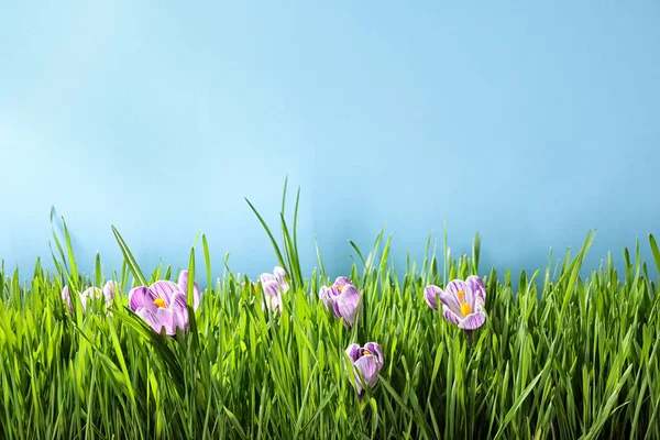 鲜绿色的青草和番红花 背景浅蓝色 文字空间 春季季节 — 图库照片