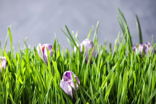 Friss Zöld Crocus Virágok Világos Háttérrel Közelkép Tavaszi Szezon — Stock Fotó