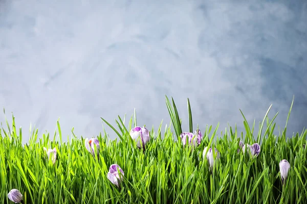 Hierba Verde Fresca Flores Azafrán Sobre Fondo Gris Claro Espacio — Foto de Stock