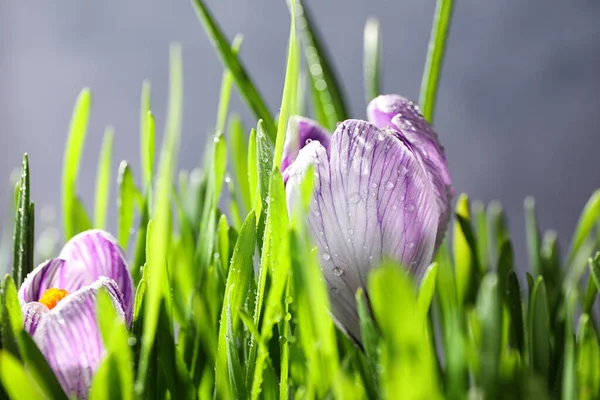 Friss Zöld Krókusz Virágok Harmattal Közelről Tavaszi Szezon — Stock Fotó