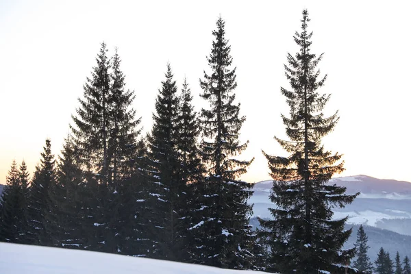 美丽的山景 冬季雪山上有森林 — 图库照片
